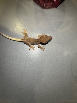 Mladé pagekony riasnaté - 8