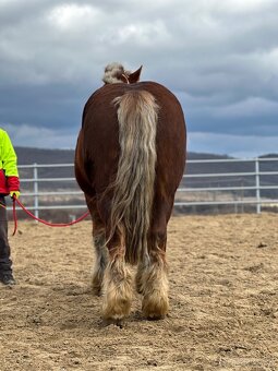 Švédsky ardén valach na predaj - 8