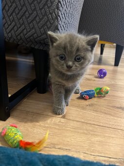 Britské mačiatka - 8