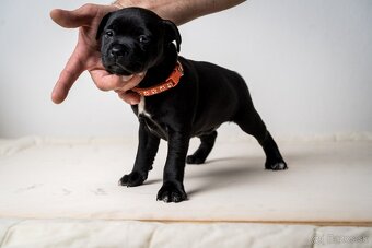 Staffordshire bullterrier - 8