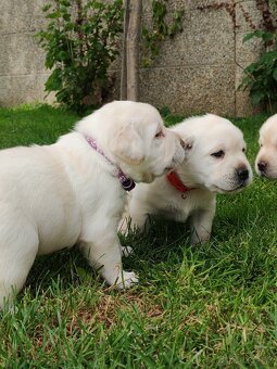 Labrador retriever -šteniatka s PP - 8