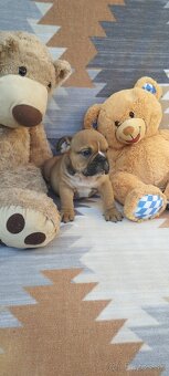 Anglický bulldog - 8