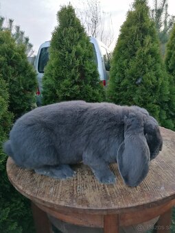 Francúzsky baran - 8