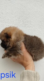 Pomeranian Boo mini - 8