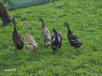 Predám kačacie nasadové vajíčka - 8