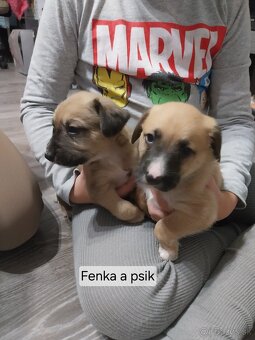 Darujem šteniatka - 8