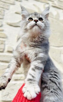 HEIDI 🤍 s PP Maine Coon Mainská myvalia - 8