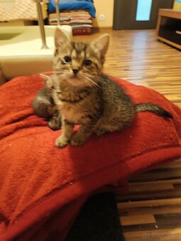 Darujem mačiatka do dobrých ruk - 8