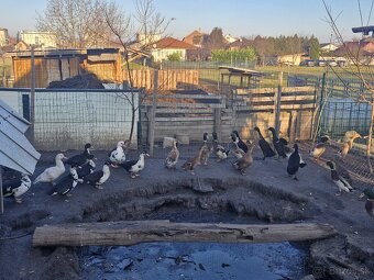 Predám alebo vymením kačice - 8