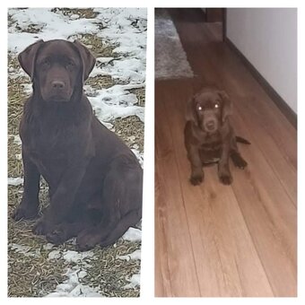 Labrador na krytie - 8