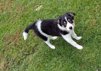 Border kolia tricolor - 8