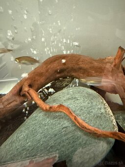 300L akvárium so skrinkou, technikou, rybičkami a dekoracie - 8