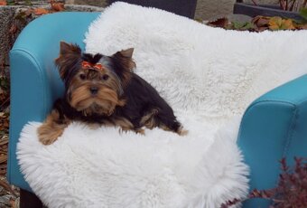 Yorkshire terrier - 8