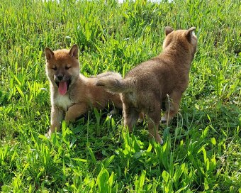shiba inu - 8