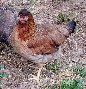 NV zelené green shell - 8