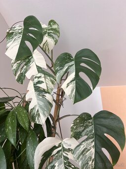 Monstera albo - 8
