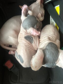 Sphynx - 8