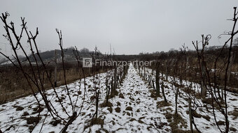 REZERVOVANÉ - Vinohrad 1862 m², v meste Pezinok + 3D - 8