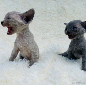 Devon Rex. Modré mačky na výber. Cena za jedného. z PP - 8