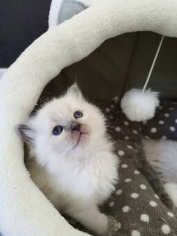 Ragdoll koťátka - 8