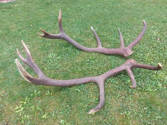 Trofej trofeje paroh parohy parozie zhody - 8