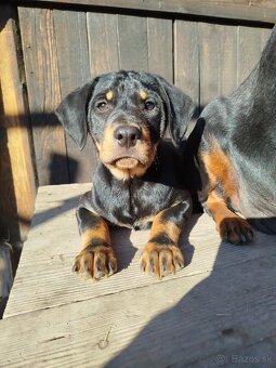 Darujem Šteniatká - 8