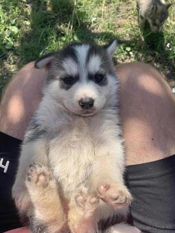 Steniatka Malamuta - 8