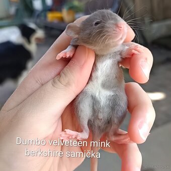 ❤ Exkluzívne dumbo, velveteen potkaníky - 8