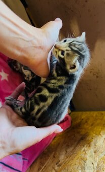 Bengálske mačiatka, bengalska mačka s Rodokmeňom - 8
