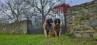 Leonberger s PP - 8