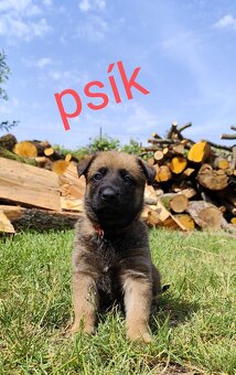 Belgický ovčiak Malinois / Nemecký ovčiak - 8