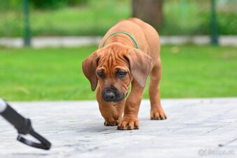 Štěňátko rhodéského ridgebacka - chlapec s PP - 8
