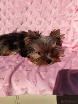 Yorkshire terrier - 8