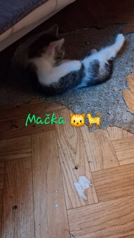 Darujem mačiatka a kocurika - 8