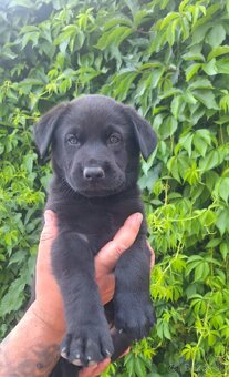 Šteniatka labrador x NO - 8
