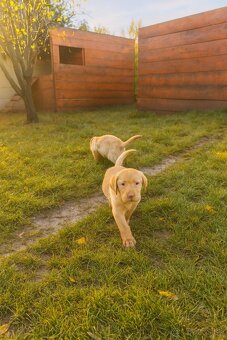 šteniatka labrador a IHNEĎ - 8