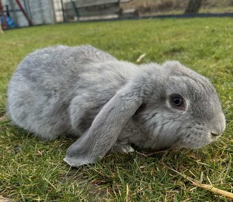 Králiky ( francúzsky baran ) - 8