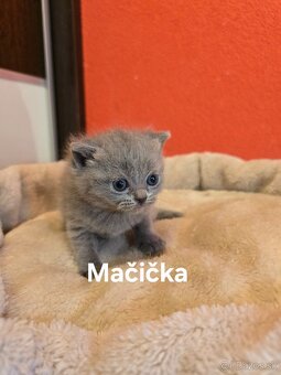 Škótske mačiatka - 8