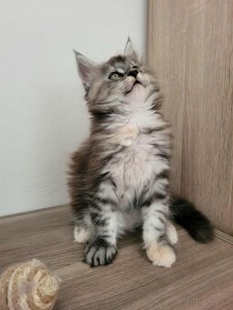Mačička Maine Coon - 8