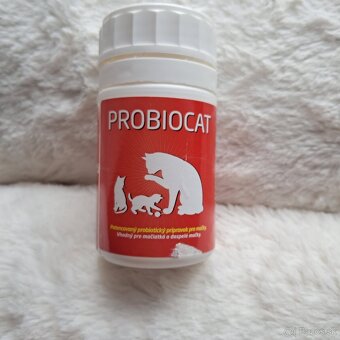 Ragdoll mačiatko - 8