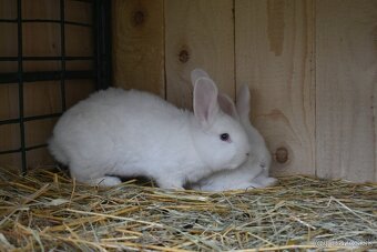 Predam Viedensky biely - 8