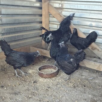 Chovny kmeň Ayam cemani - 8