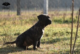 TOP šteniatko na výstavy - Uruguajský Cimarron s PP - 8