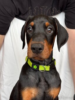 Doberman šteniatka s PP - 8