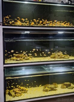 Africke cichlidy malawi - 8