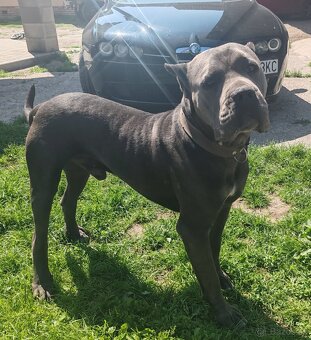 cane corso šteniatka - 8