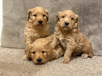 Goldendoodle - 8