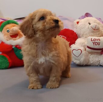 Mini maltipoo - 8