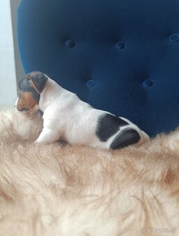Jack Russell Teriér šteniatka - 8