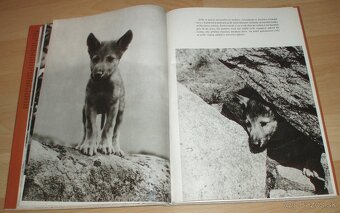 Osamělá vlčice - 8